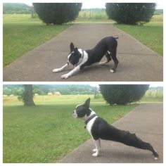 downward dog